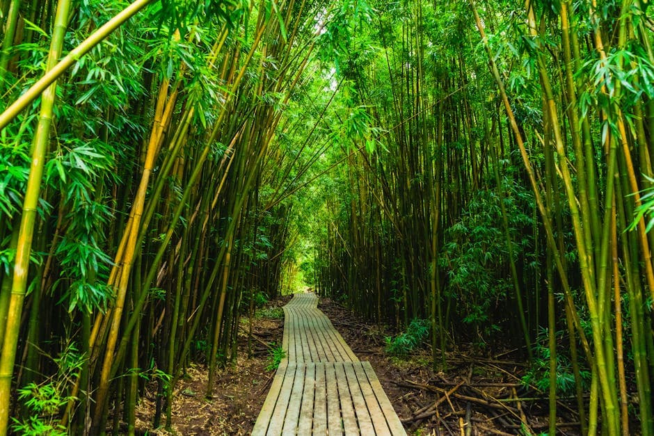 Pipiwai Trail & Bamboo Forest