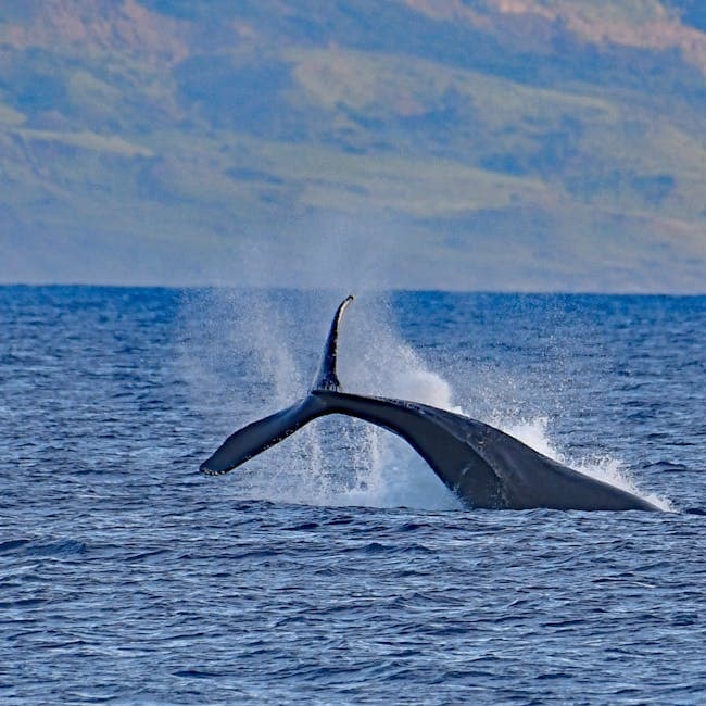 Whale Watching (seasonal Dec–Apr)