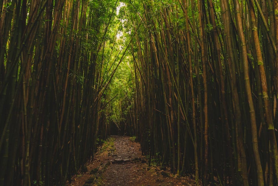 Diamond Head Summit Trail