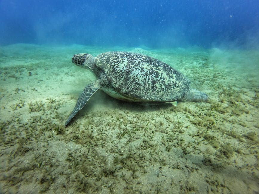 Hanauma Bay