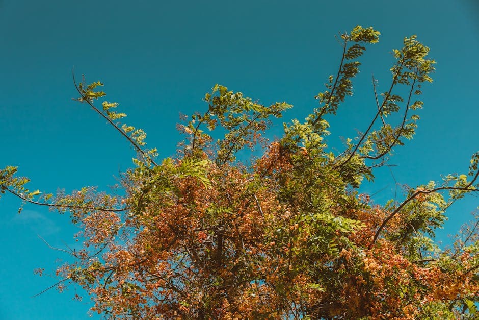 Ho'omaluhia Botanical Garden