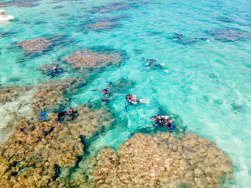 Manta Ray Night Dive/Snorkel