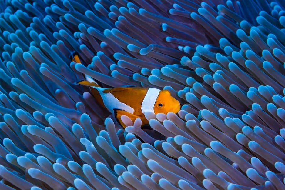 Snorkeling at Two-Step