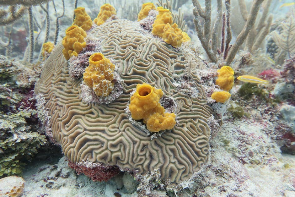Snorkeling at Two-Step