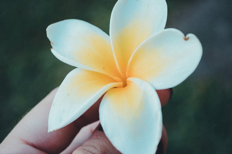 Upcountry Maui & Makawao Town